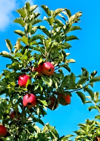 Apple Juice